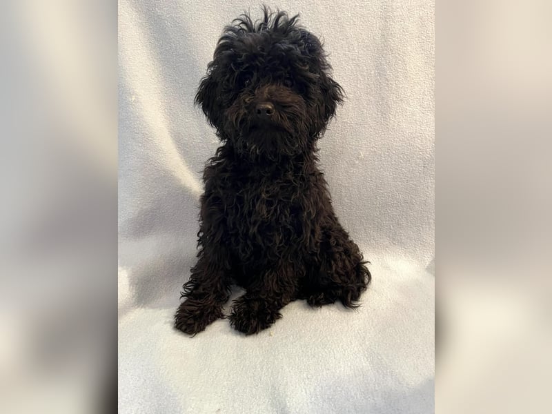 Wunderschöne Mini/Medium Goldendoodle Hündin in schwarz-braun zu verkaufen 6 Monate alt max.38cm