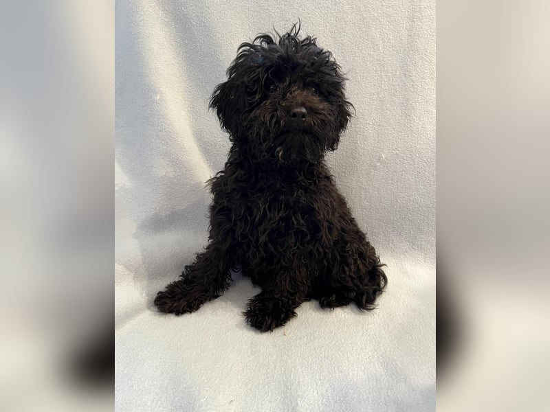 Wunderschöne Mini/Medium Goldendoodle Hündin in schwarz-braun zu verkaufen 6 Monate alt max.38cm