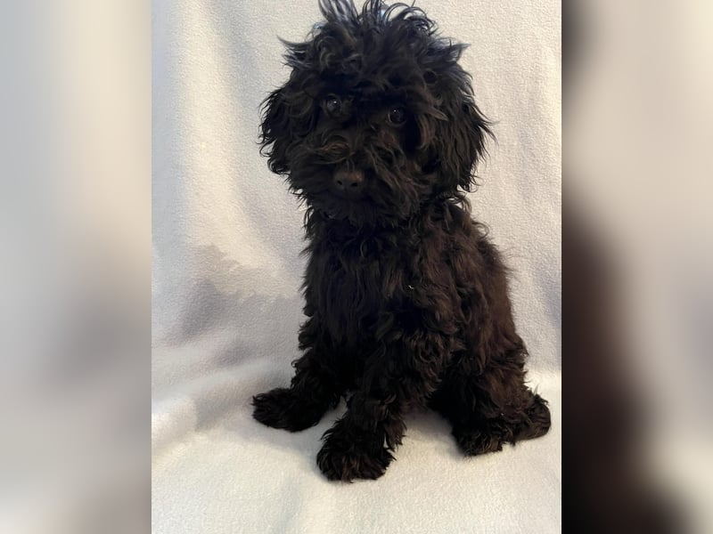 Wunderschöne Mini/Medium Goldendoodle Hündin in schwarz-braun zu verkaufen 6 Monate alt max.38cm