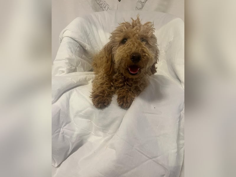 Wunderschöne Mini/Medium Goldendoodle Hündin (max.38cm) in Apricot/Rot zu verkaufen 5 Monate alt