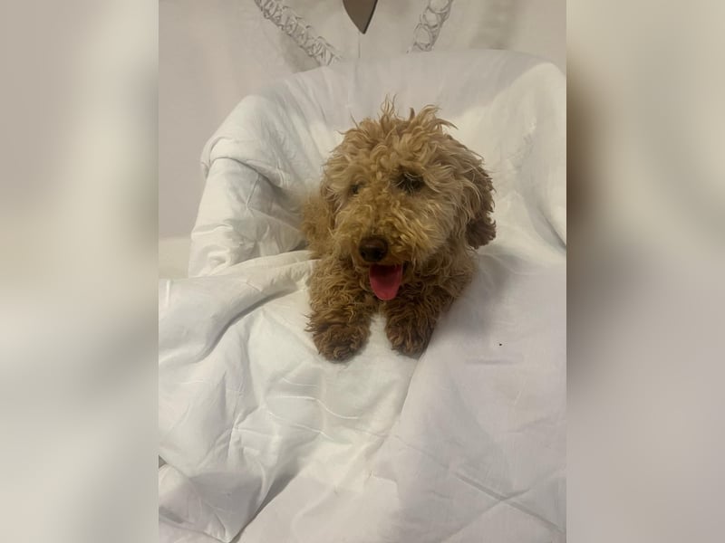Wunderschöne Mini/Medium Goldendoodle Hündin (max.38cm) in Apricot/Rot zu verkaufen 5 Monate alt