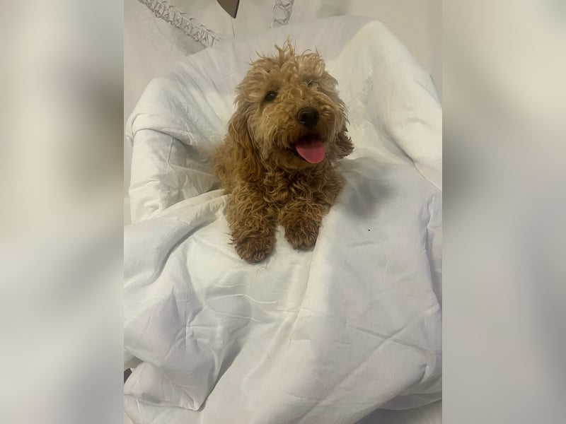 Wunderschöne Mini/Medium Goldendoodle Hündin (max.38cm) in Apricot/Rot zu verkaufen 5 Monate alt