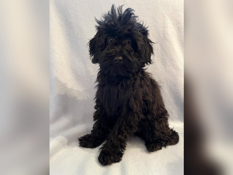 Wunderschöne Mini/Medium Goldendoodle Hündin in schwarz-braun zu verkaufen 6 Monate alt max.38cm