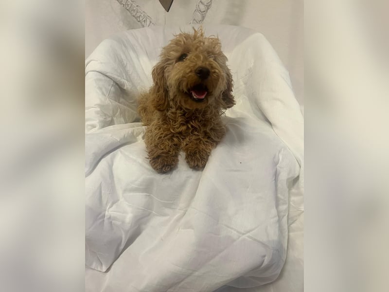 Wunderschöne Mini/Medium Goldendoodle Hündin (max.38cm) in Apricot/Rot zu verkaufen 5 Monate alt
