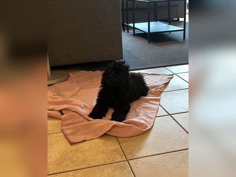 Wunderschöne Mini/Medium Goldendoodle Hündin in schwarz-braun zu verkaufen 6 Monate alt max.38cm
