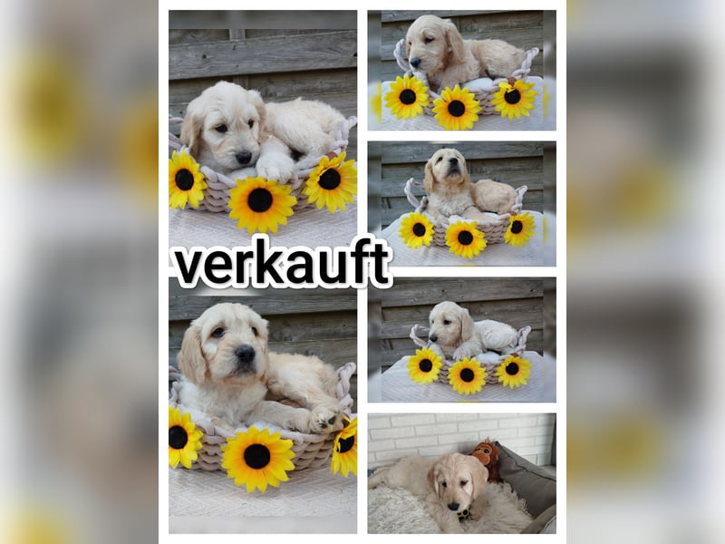 Goldendoodle Welpe F1