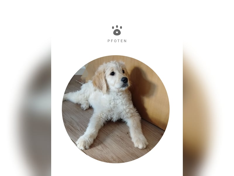 Goldendoodle Welpe F1