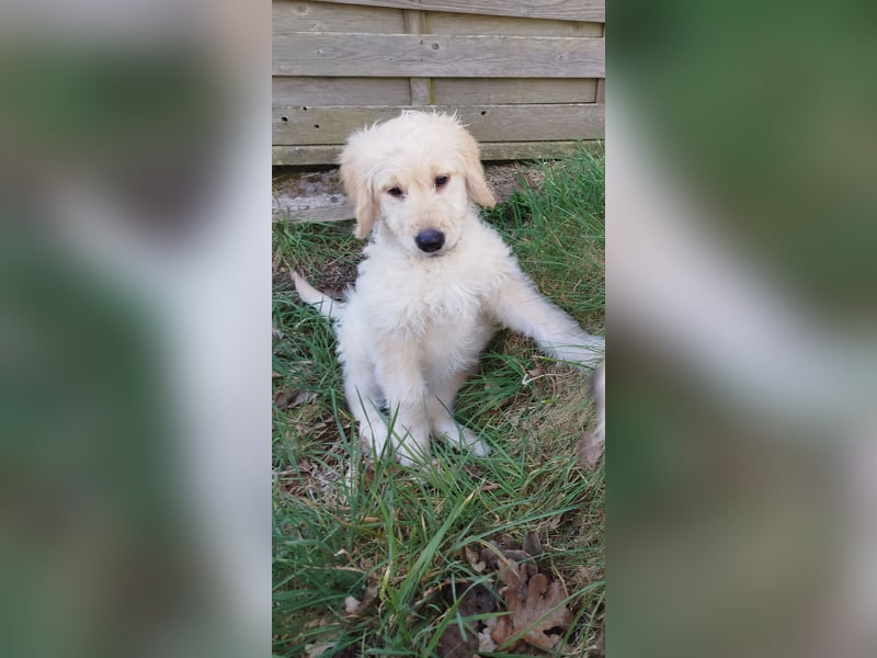 Goldendoodle Welpe F1