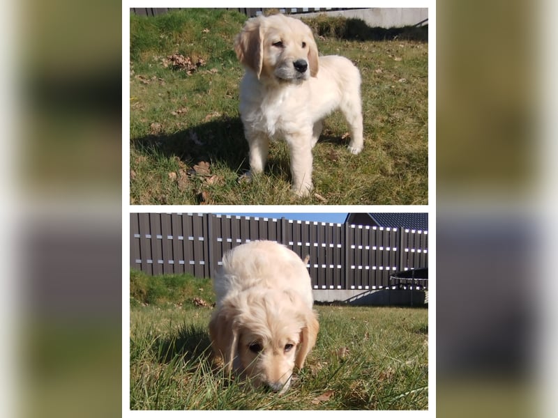 Goldendoodle Welpe F1