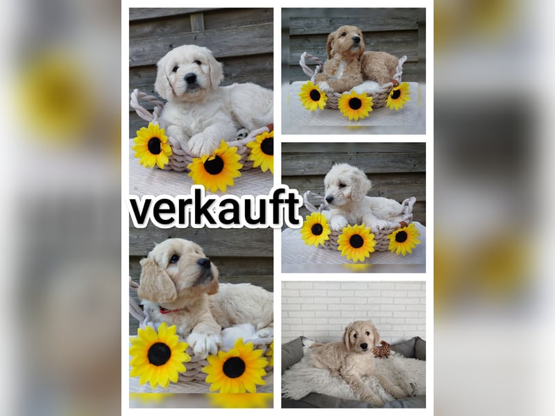 Goldendoodle Welpe F1