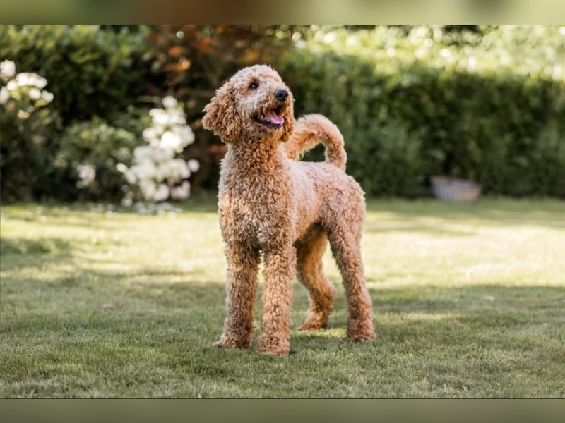 Goldendoodle Welpen