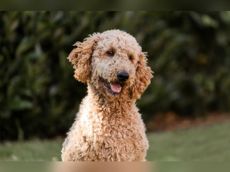 Goldendoodle Welpen