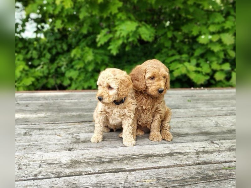 Welpen *Mini Goldendoodle F1b* (Labradoodle,Cockerpoo,Golden Retriever,Kleinpudel)