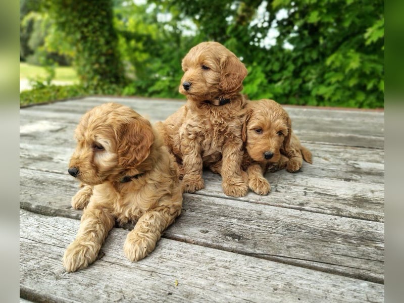 Welpen *Mini Goldendoodle F1b* (Labradoodle,Cockerpoo,Golden Retriever,Kleinpudel)