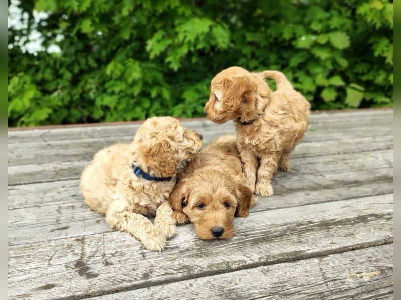 Welpen *Mini Goldendoodle F1b* (Labradoodle,Cockerpoo,Golden Retriever,Kleinpudel)