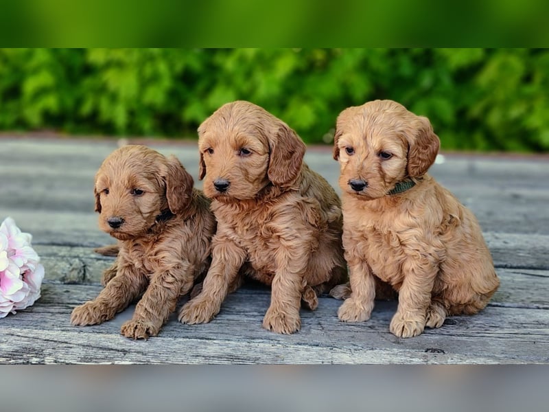 Welpen *Mini Goldendoodle F1b* (Labradoodle,Cockerpoo,Golden Retriever,Kleinpudel)