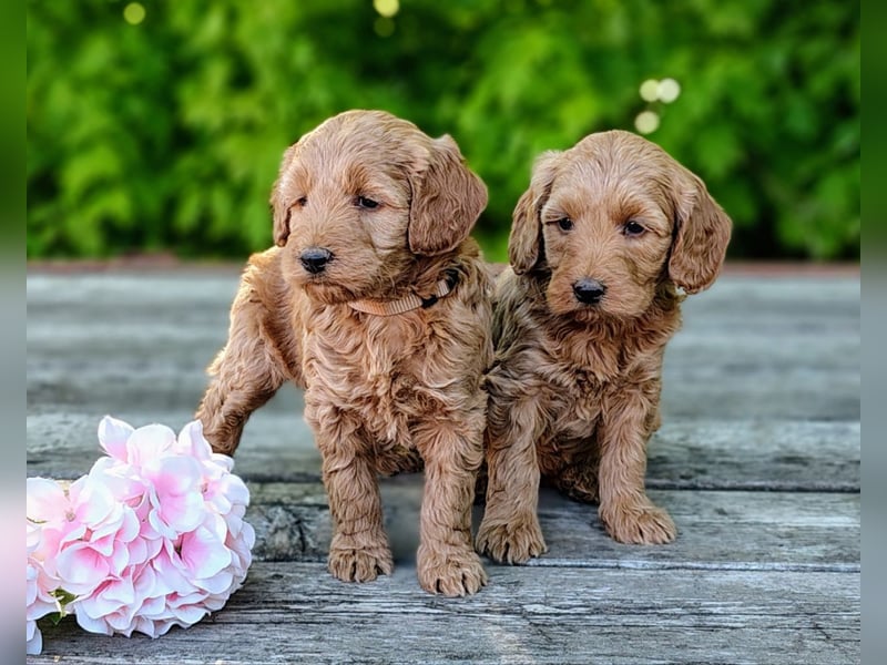 Welpen *Mini Goldendoodle F1b* (Labradoodle,Cockerpoo,Golden Retriever,Kleinpudel)