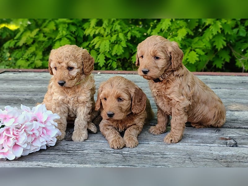 Welpen *Mini Goldendoodle F1b* (Labradoodle,Cockerpoo,Golden Retriever,Kleinpudel)