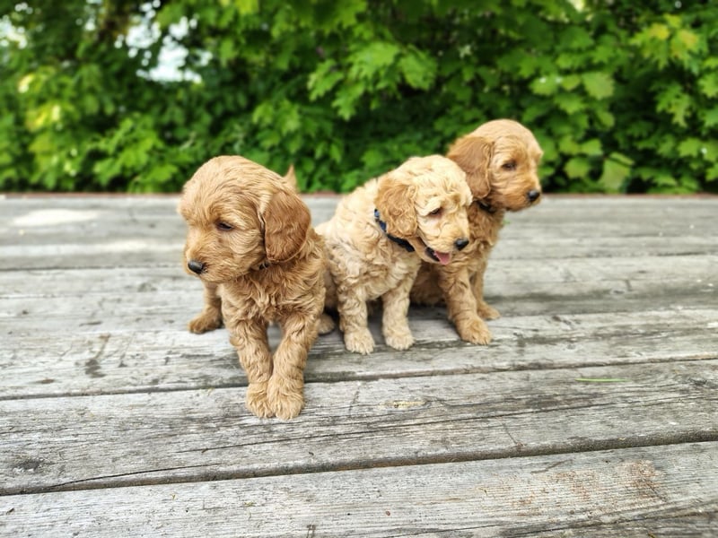 Welpen *Mini Goldendoodle F1b* (Labradoodle,Cockerpoo,Golden Retriever,Kleinpudel)