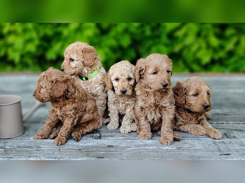 Welpen *Mini Goldendoodle F1b* (Labradoodle,Cockerpoo,Golden Retriever,Kleinpudel)
