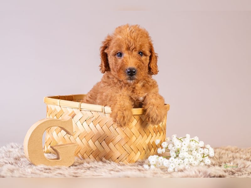 GoldenDoodle - medium mit welligem - lockigem Fell