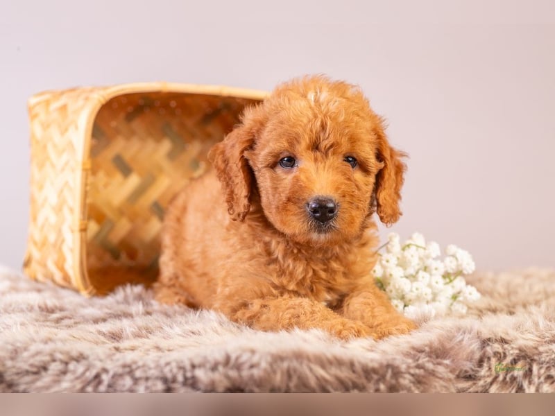 GoldenDoodle - medium mit welligem - lockigem Fell