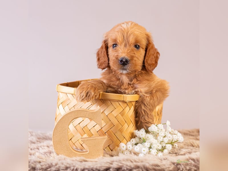 GoldenDoodle - medium mit welligem - lockigem Fell