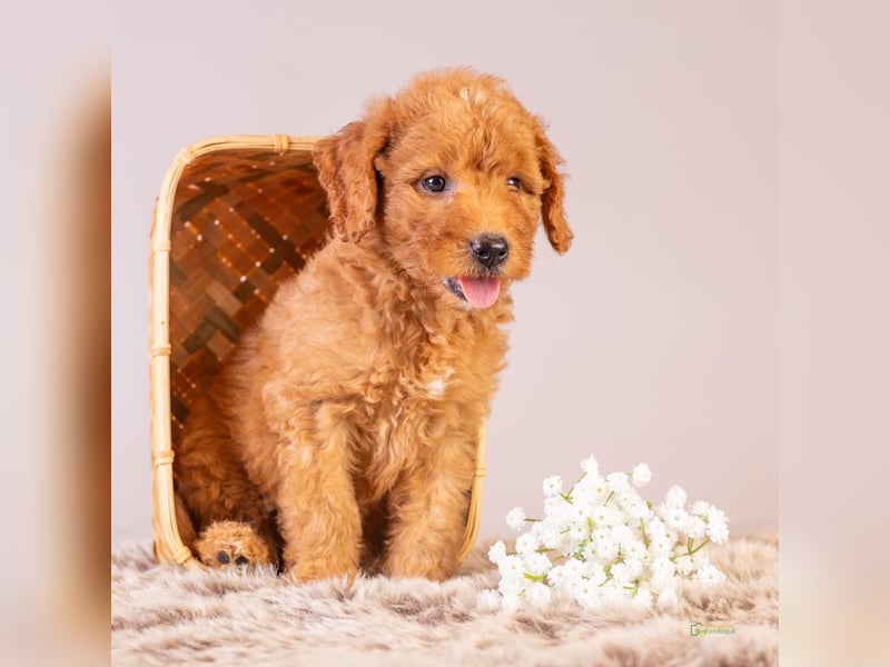 GoldenDoodle - medium mit welligem - lockigem Fell