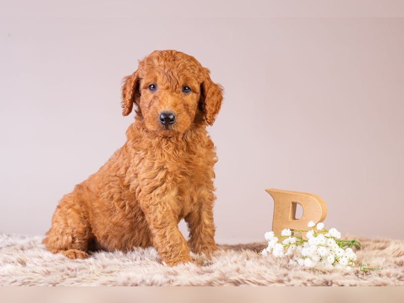 GoldenDoodle - medium mit welligem - lockigem Fell