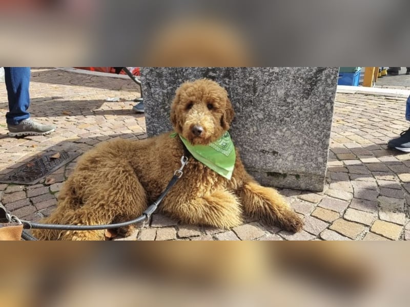Wurfankündigung Goldendoodles F1B Welpen