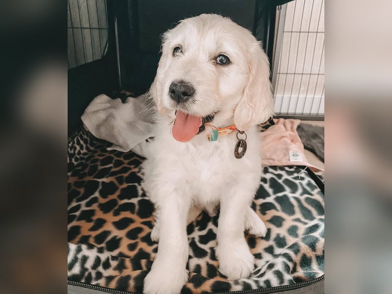 Wurfankündigung Goldendoodles F1B Welpen