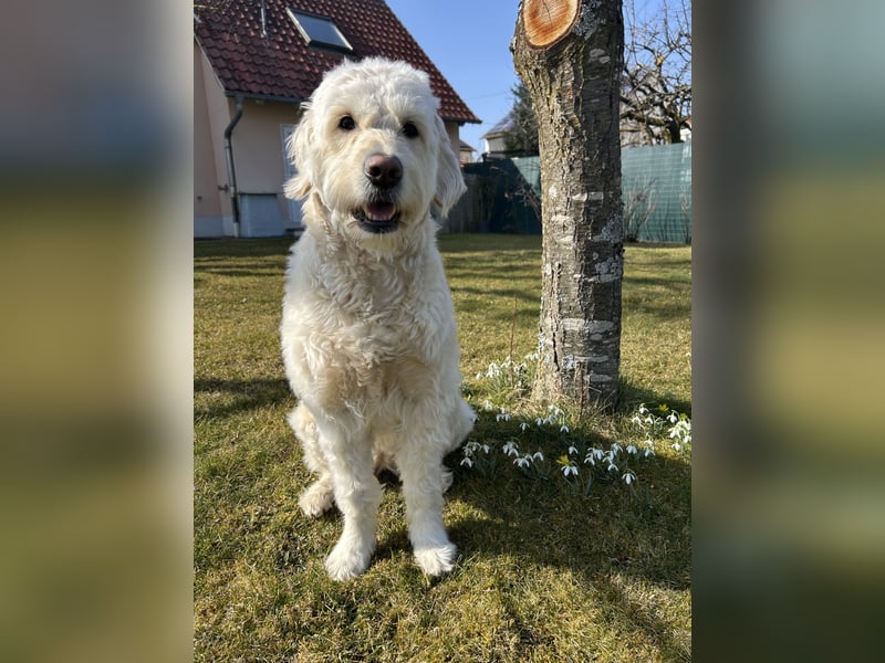 Wurfankündigung Goldendoodles F1B Welpen
