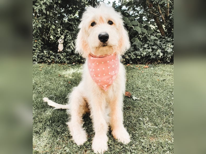 Wurfankündigung Goldendoodles F1B Welpen