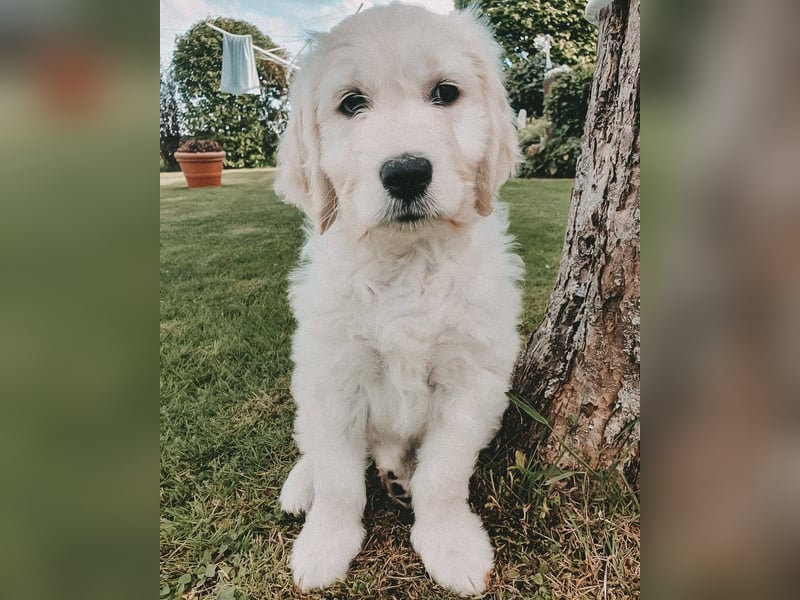 Wurfankündigung Goldendoodles F1B Welpen