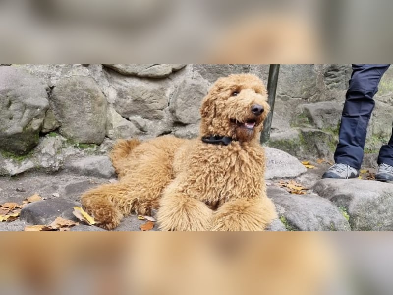 Wurfankündigung Goldendoodles F1B Welpen