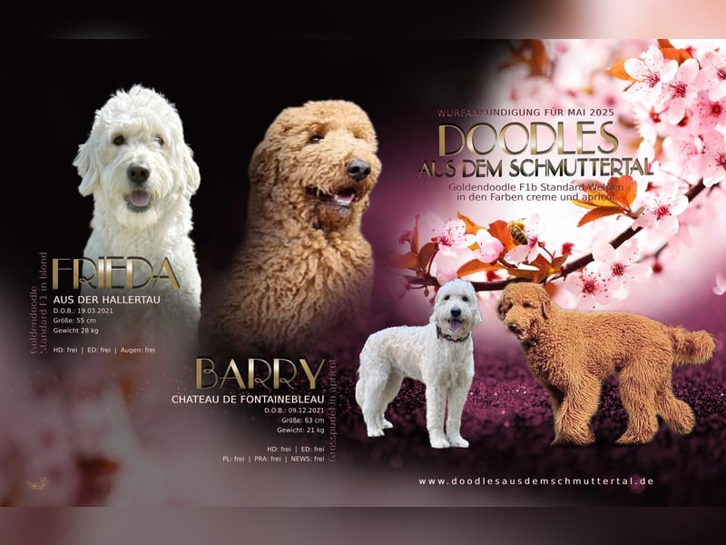 Wurfankündigung Goldendoodles F1B Welpen
