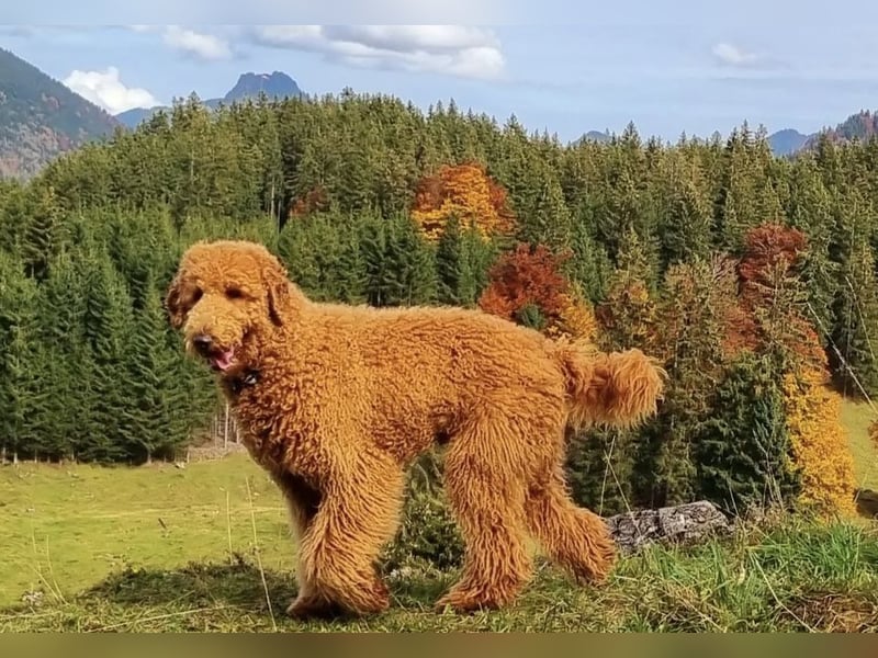 Wurfankündigung Goldendoodles F1B Welpen