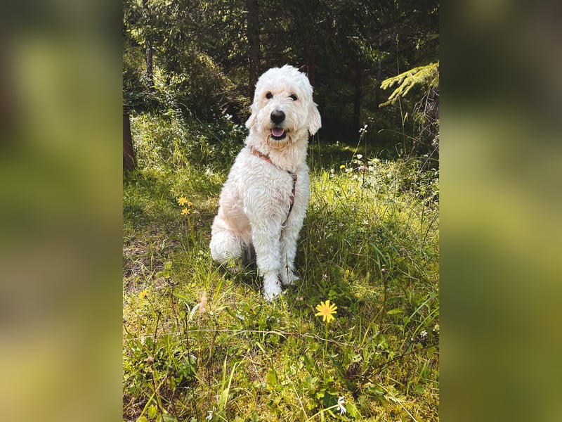 Wurfankündigung Goldendoodles F1B Welpen