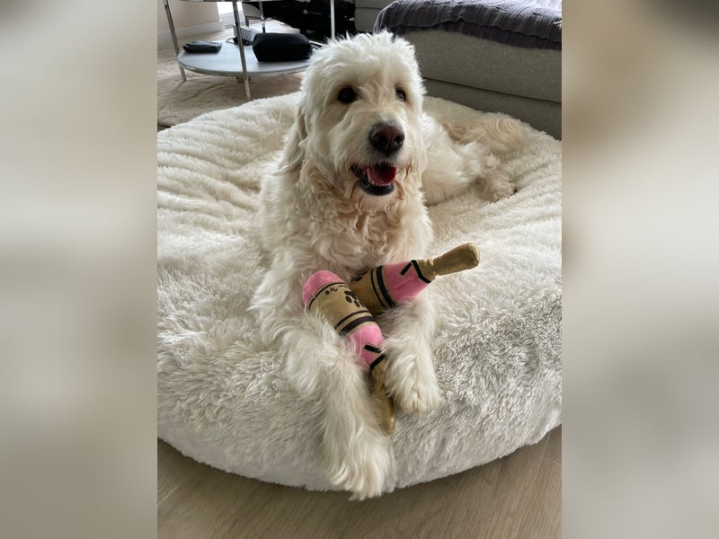 Wurfankündigung Goldendoodles F1B Welpen