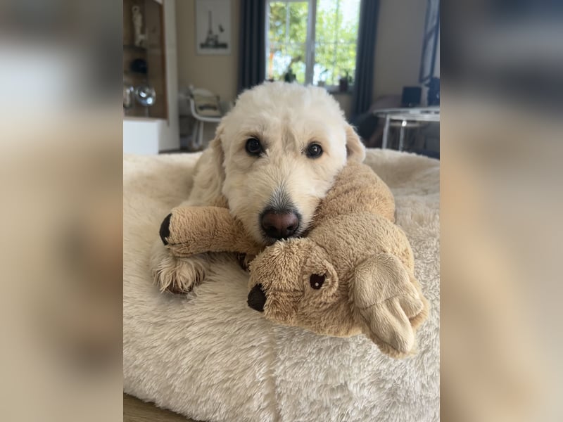 Wurfankündigung Goldendoodles F1B Welpen