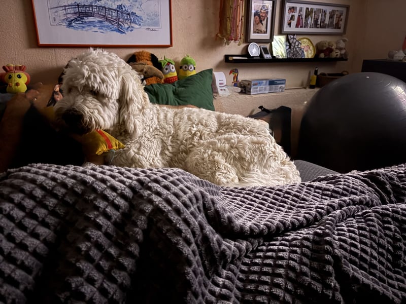 Goldendoodle in liebevolle Hände abzugeben