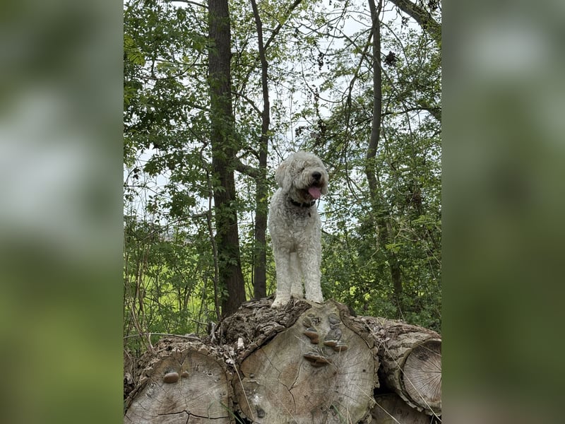 Goldendoodle in liebevolle Hände abzugeben
