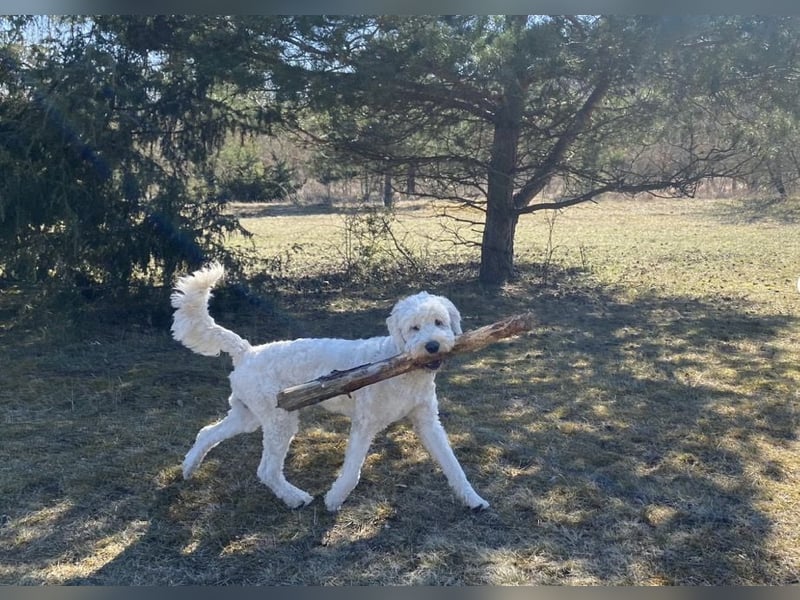 Goldendoodle in liebevolle Hände abzugeben