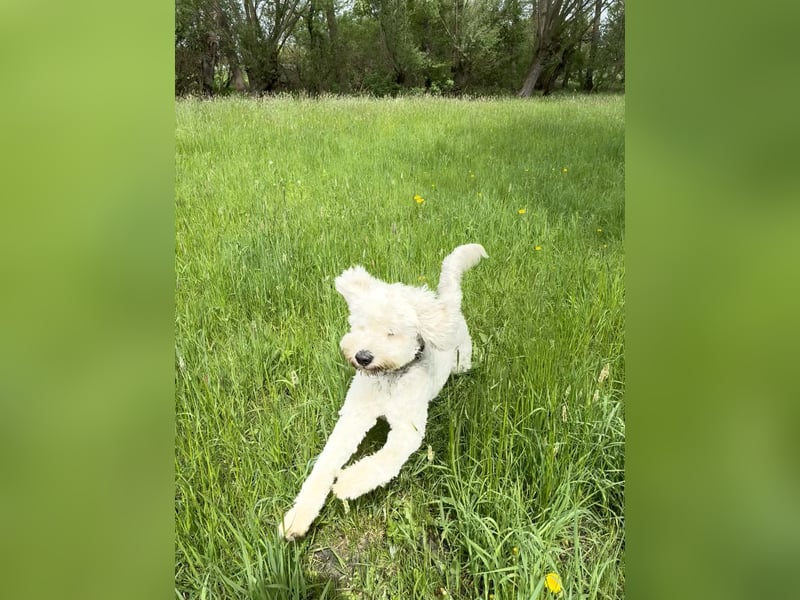Goldendoodle in liebevolle Hände abzugeben