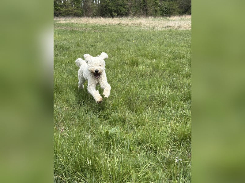 Goldendoodle in liebevolle Hände abzugeben