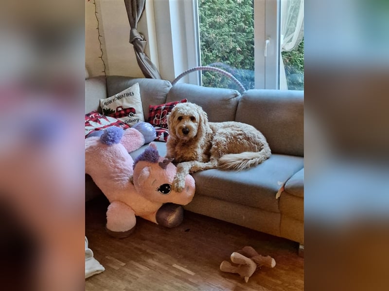 Goldendoodle Rüde