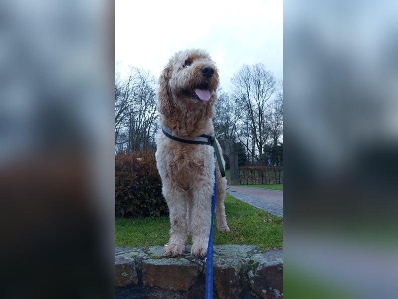 Goldendoodle Rüde