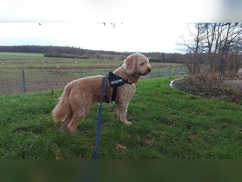 Goldendoodle Rüde