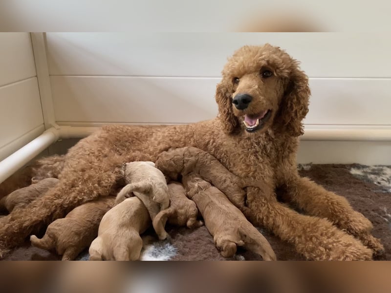 Goldendoodle f1 Standard, apricot/ red/ Wurfankündigung, aus liebevoller Hobbyzucht!