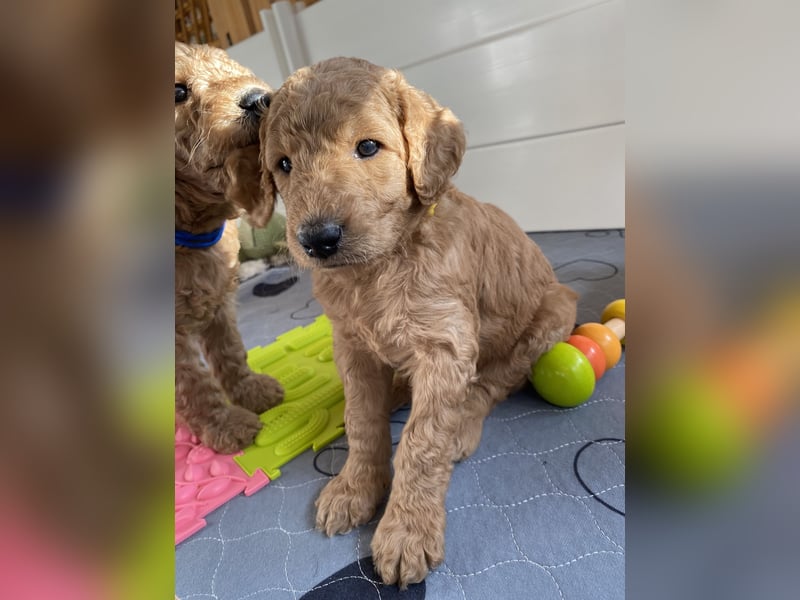 Goldendoodle Welpen F1b Standard, apricot/creme Wurfankündigung!